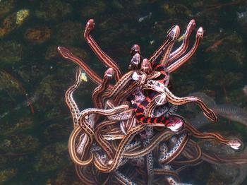 木鱼湖蛇群泛图片